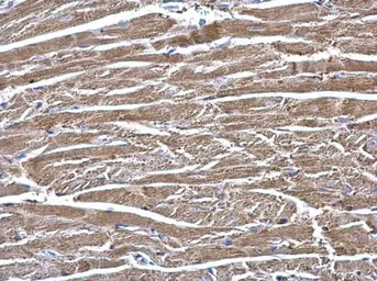 Anti-ECHS1 antibody used in IHC (Paraffin sections) (IHC-P). GTX114375