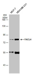 Anti-FACL4 antibody [N1N3] used in Western Blot (WB). GTX114399