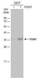 Anti-FOXI1 antibody [N2C3] used in Western Blot (WB). GTX114408