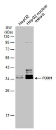 Anti-FOXI1 antibody [N2C3] used in Western Blot (WB). GTX114408