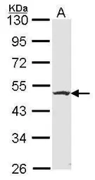 Anti-Flotillin 2 antibody [N1C1] used in Western Blot (WB). GTX114411