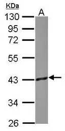 Anti-GNAO1 antibody used in Western Blot (WB). GTX114439