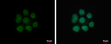 Anti-NFIA antibody used in Immunocytochemistry/ Immunofluorescence (ICC/IF). GTX114580