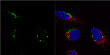 Anti-Nucleobindin 1 antibody [N3C3] used in Immunocytochemistry/ Immunofluorescence (ICC/IF). GTX114593