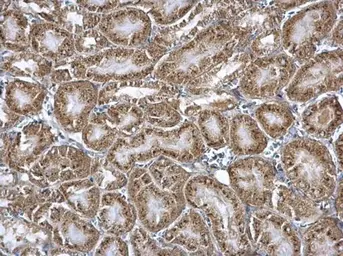 Anti-Nucleobindin 1 antibody [N3C3] used in IHC (Paraffin sections) (IHC-P). GTX114593