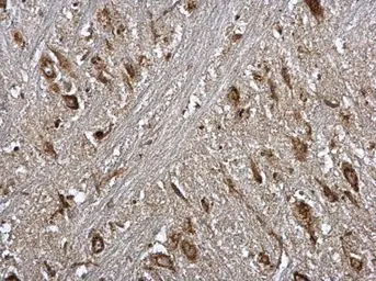 Anti-Nucleobindin 1 antibody [N3C3] used in IHC (Paraffin sections) (IHC-P). GTX114593