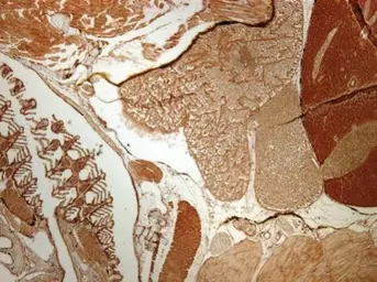Anti-EBP1 antibody [N3C3] used in IHC (Paraffin sections) (IHC-P). GTX114610