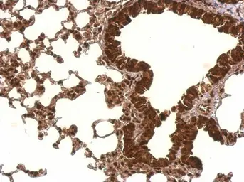 Anti-PCBP2 antibody [N1C1] used in IHC (Paraffin sections) (IHC-P). GTX114616