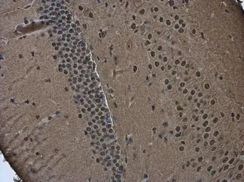 Anti-Brn2 antibody used in IHC (Paraffin sections) (IHC-P). GTX114650