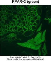 Anti-PRRG2 antibody used in IHC (Paraffin sections) (IHC-P). GTX114668