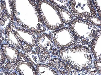 Anti-PRRG2 antibody used in IHC (Paraffin sections) (IHC-P). GTX114668