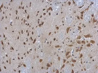 Anti-RPL3 antibody [N3C3] used in IHC (Paraffin sections) (IHC-P). GTX114725