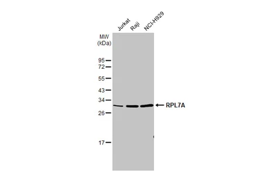 Anti-RPL7A antibody used in Western Blot (WB). GTX114727