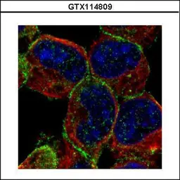 Anti-Munc18-1 antibody used in Immunocytochemistry/ Immunofluorescence (ICC/IF). GTX114809