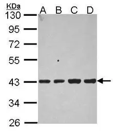 Anti-Aldolase B antibody used in Western Blot (WB). GTX114914