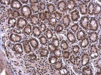 Anti-SF2 antibody used in IHC (Paraffin sections) (IHC-P). GTX114918