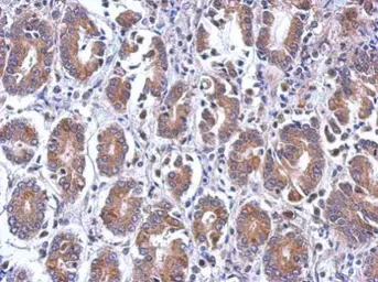 Anti-EIF5 antibody used in IHC (Paraffin sections) (IHC-P). GTX114923