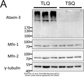 Anti-Ataxin 3 antibody used in Western Blot (WB). GTX115032