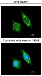 Anti-AKAP1 antibody [N1N2], N-term used in Immunocytochemistry/ Immunofluorescence (ICC/IF). GTX115067