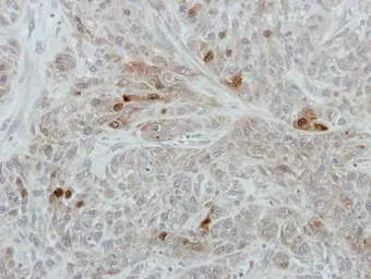 Anti-RanBP3 antibody [N3C2], Internal used in IHC (Paraffin sections) (IHC-P). GTX115096