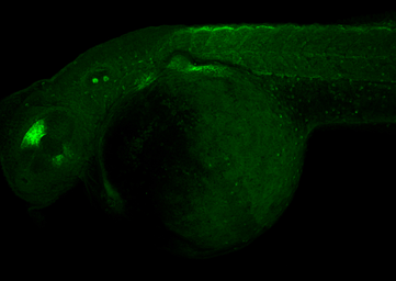 Anti-ALDH1A2 antibody [C1C3] used in IHC (Whole mount) (IHC-Wm). GTX115148