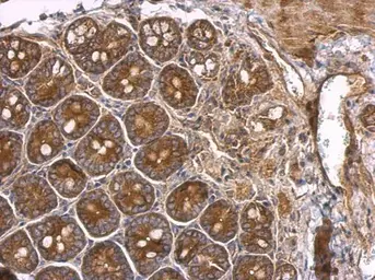 Anti-AIMP1 antibody used in IHC (Paraffin sections) (IHC-P). GTX115209