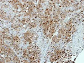Anti-AIMP1 antibody used in IHC (Paraffin sections) (IHC-P). GTX115209