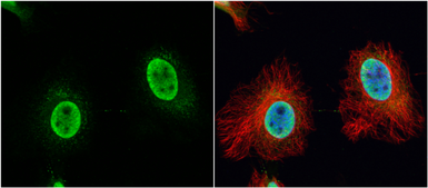 Anti-VPS4B antibody [N3C3] used in Immunocytochemistry/ Immunofluorescence (ICC/IF). GTX115249