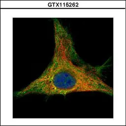 Anti-Peroxiredoxin 6 antibody used in Immunocytochemistry/ Immunofluorescence (ICC/IF). GTX115262