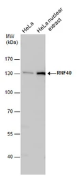 Anti-RNF40 antibody [N1N2], N-term used in Western Blot (WB). GTX115295