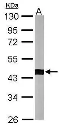 Anti-ACTR1B antibody used in Western Blot (WB). GTX115347