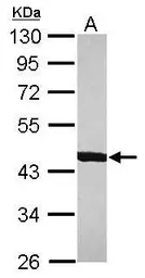 Anti-ACTR1B antibody used in Western Blot (WB). GTX115347