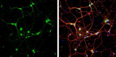 Anti-Syntaxin 6 antibody [N1C3] used in Immunocytochemistry/ Immunofluorescence (ICC/IF). GTX115375
