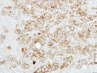 Anti-SIGMAR1 antibody [N1C3] used in IHC (Paraffin sections) (IHC-P). GTX115389