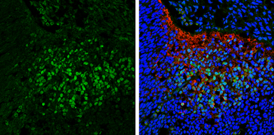 Anti-SCGN antibody [N2C3] used in IHC (Frozen sections) (IHC-Fr). GTX115443