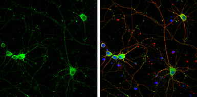 Anti-SCGN antibody [N2C3] used in Immunocytochemistry/ Immunofluorescence (ICC/IF). GTX115443