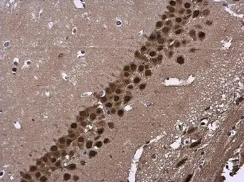 Anti-CUGBP2 antibody [N1N3] used in IHC (Paraffin sections) (IHC-P). GTX115463