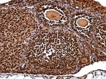 Anti-NUDT21 antibody used in IHC (Paraffin sections) (IHC-P). GTX115535