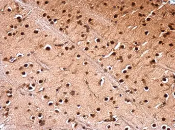 Anti-NUDT21 antibody used in IHC (Paraffin sections) (IHC-P). GTX115535