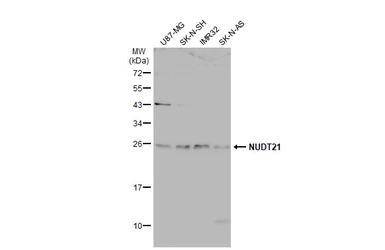 Anti-NUDT21 antibody used in Western Blot (WB). GTX115535