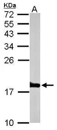 Anti-Histone H3.3B antibody used in Western Blot (WB). GTX115549