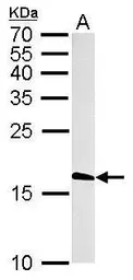 Anti-Histone H3.3B antibody used in Western Blot (WB). GTX115549