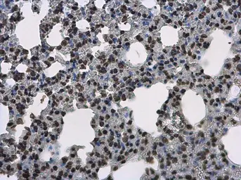 Anti-Histone H3.3B antibody used in IHC (Paraffin sections) (IHC-P). GTX115549