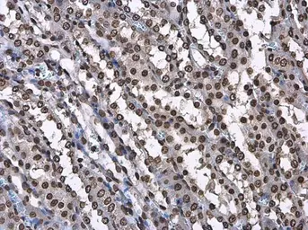 Anti-Histone H3.3B antibody used in IHC (Paraffin sections) (IHC-P). GTX115549