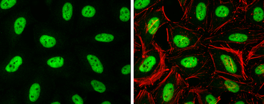 Anti-Histone H3.3B antibody used in Immunocytochemistry/ Immunofluorescence (ICC/IF). GTX115549