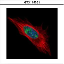 Anti-DDX56 antibody used in Immunocytochemistry/ Immunofluorescence (ICC/IF). GTX115551
