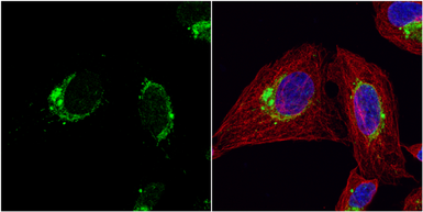 Anti-Cpn10 antibody used in Immunocytochemistry/ Immunofluorescence (ICC/IF). GTX115575