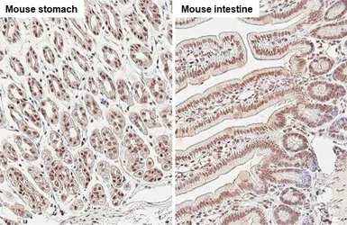 Anti-U2AF65 antibody [C1C3] used in IHC (Paraffin sections) (IHC-P). GTX115622