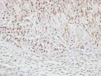 Anti-CLASP1 antibody used in IHC (Paraffin sections) (IHC-P). GTX115695