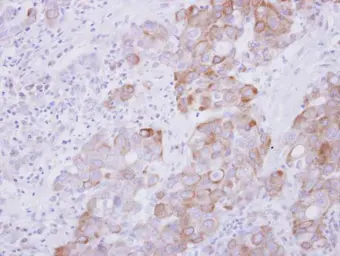 Anti-ARL5A antibody used in IHC (Paraffin sections) (IHC-P). GTX115803